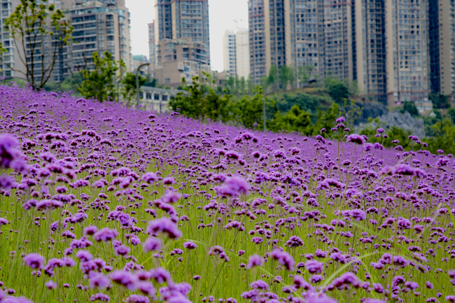 大片的紫色花海_编辑.jpg